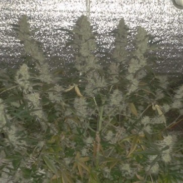 Семена конопли Tutankhamon Feminised